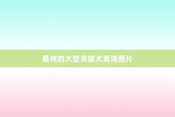 最纯的大型灵缇犬高清图片
